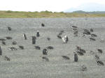 Magellanic penguins